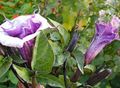 lilac Flower Angel's trumpet, Devil's Trumpet, Horn of Plenty, Downy Thorn Apple Photo and characteristics