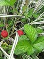 Garden Flowers Indian Strawberry, Mock Strawberry, Duchesnea indica red Photo