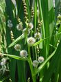 white Flower Exotic Bur Reed Photo and characteristics