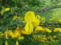 jaune Fleur Genêt À Balai, Broomtops, Balai Commune, Un Balai Européen, Balai Irlandais Photo et les caractéristiques