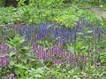 hellblau Blume Signalhorn, Bugleweed Foto und Merkmale