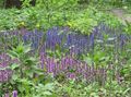 Puutarhakukat Toitottaa, Bugleweed, Ajuga vaaleansininen kuva