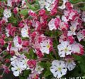 pink Flower Zaluzianskya, Night Phlox Photo and characteristics