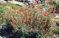 Garden Flowers Narrowleaf California Fuchsia, Hoary Fuchsia, Hummingbird Trumpet, Zauschneria orange Photo