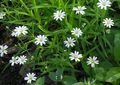 Garden Flowers Starwort, Stellaria white Photo