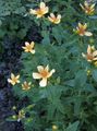 Gartenblumen Hypericum, Hypericum ascyron gelb Foto