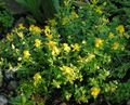 jaune Fleur Hypericum Olimpicum Photo et les caractéristiques