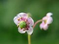 Garden Flowers Pipsissewa, Prince's Pine, Ground Holly, Chimaphila pink Photo