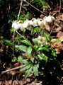 Garden Flowers Pipsissewa, Prince's Pine, Ground Holly, Chimaphila white Photo