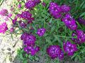 purple Flower Candytuft Photo and characteristics