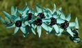 Gartenblumen Ixia hellblau Foto