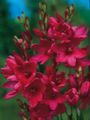 Gartenblumen Ixia rot Foto