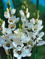 blanc Fleur Ixia Photo et les caractéristiques