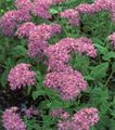 Garden Flowers Sweet-William Catchfly, None-So-Pretty, Rose of Heaven, Silene armeria, Silene coeli-rosa pink Photo