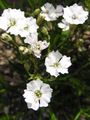 white Flower Silene alpestris Photo and characteristics