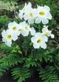 Garden Flowers Hardy Gloxinia, Incarvillea delavayi white Photo