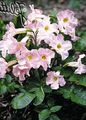 I fiori da giardino Gloxinia Hardy, Incarvillea delavayi rosa foto
