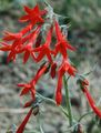 Garden Flowers Standing Cypress, Scarlet Gilia, Ipomopsis red Photo
