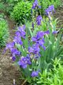 Gartenblumen Iris, Iris barbata blau Foto