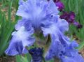Garden Flowers Iris, Iris barbata light blue Photo