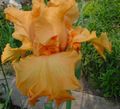 Gartenblumen Iris, Iris barbata orange Foto