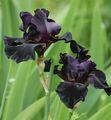 Gartenblumen Iris, Iris barbata schwarz Foto