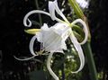 white Flower Spider Lily, Ismene, Sea Daffodil Photo and characteristics