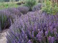 lilac Flower Hyssop Photo and characteristics