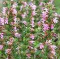 pink Flower Hyssop Photo and characteristics