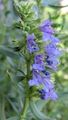 Garden Flowers Hyssop, Hyssopus officinalis light blue Photo