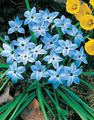 Zahradní květiny Jaro Starflower, Ipheion světle modrá fotografie