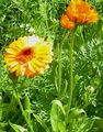 orange Fleur Souci De Pot Photo et les caractéristiques