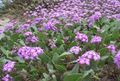 lilac Flower Sand Verbena Photo and characteristics