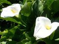 Gartenblumen Calla-Lilien, Aronstab weiß Foto