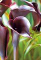 burgundy Flower Calla Lily, Arum Lily Photo and characteristics