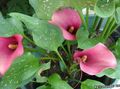 Gartenblumen Calla-Lilien, Aronstab rosa Foto