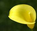 Gartenblumen Calla-Lilien, Aronstab gelb Foto