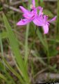 pink Flower Grass Pink Orchid Photo and characteristics