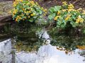 Garden Flowers Marsh Marigold, Kingcup, Caltha palustris yellow Photo