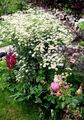 Garden Flowers Curled Tansy, Curly Tansy, Double Tansy, Fern-leaf Tansy, Fernleaf Golden Buttons, Silver Tansy, Tanacetum white Photo