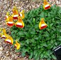 Lady's Slipper, Slipper Flower, Slipperwort, Pocketbook Plant, Pouch Flower, Calceolaria orange Photo