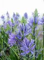 les fleurs du jardin Camassia bleu ciel Photo