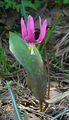 Garden Flowers Fawn Lily, Erythronium pink Photo