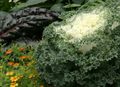  Flowering Cabbage, Ornamental Kale, Collard, Curly kale, Brassica oleracea white Photo