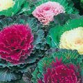 red  Flowering Cabbage, Ornamental Kale, Collard, Curly kale Photo and characteristics