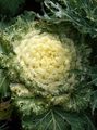 yellow  Flowering Cabbage, Ornamental Kale, Collard, Curly kale Photo and characteristics