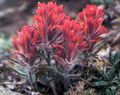 red Flower Indian Paintbrush Photo and characteristics