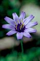 bleu ciel Fleur Amour Plante, Fléchette De Cupidon Photo et les caractéristiques