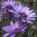 лила Цвет Љубав Биљка, Купидова Дарт фотографија и карактеристике