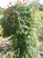 rot Blume Kardinal Bergsteiger, Zypresse-Rebe, Indisches Rosa Foto und Merkmale